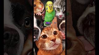How to Find Your Lost Pet – Essential Tips and Tricks!" #petfriends #animals