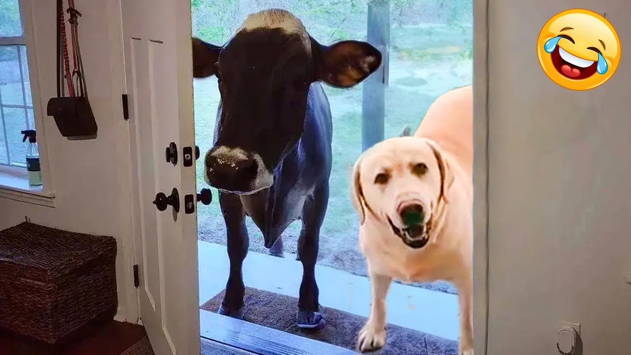 When you own a dog with an IQ 200 😁 Funniest ANIMALS videos 2025😊😺🐶