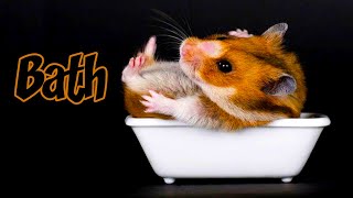 The Hamster Bathes In His Own Bathroom