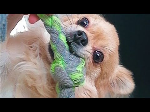Video: Puppy Popsicles - Hou U Hond Koel In Die Somerhitte