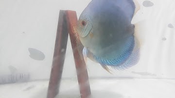 Cá dĩa . Cá dĩa đẻ. Cách che lưới cho cho trứng cá dĩa đẻ / Discus spawn