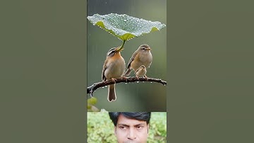most beautiful😍✨😍 birds🐦🐦🐦 #birds #youtubeshorts #nature #colorfulbirds