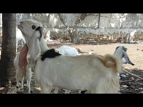 Hyderabadi And Sojat Breeders In Hyderabad.