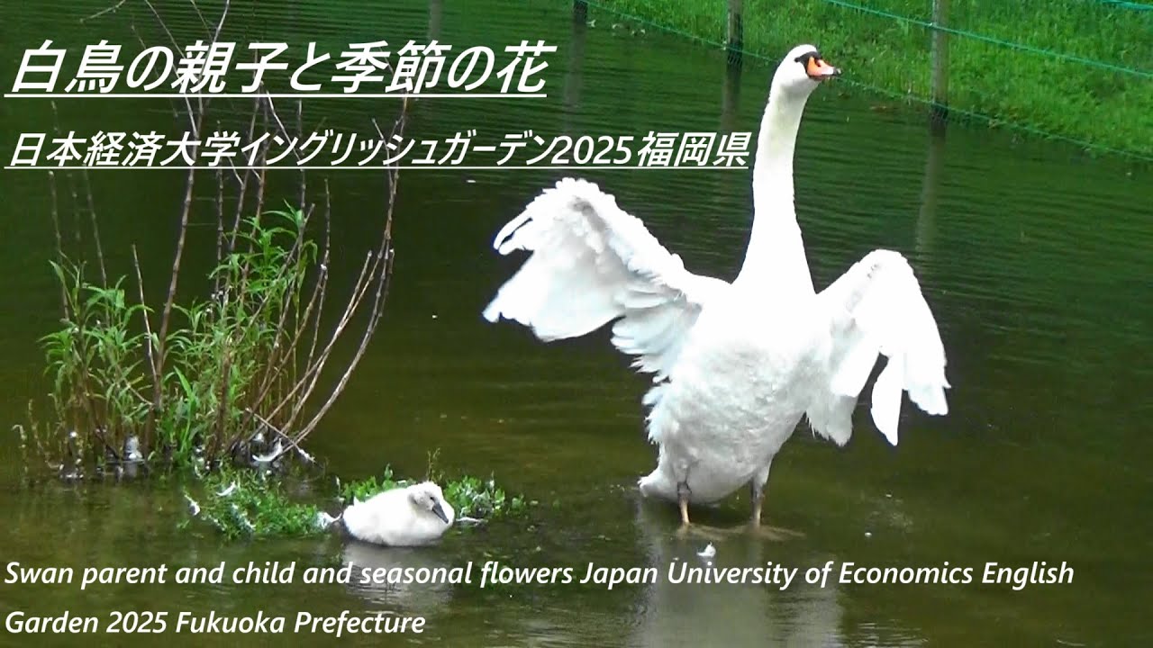 白鳥の親子と季節の花 日本経済大学イングリッシュガーデン2025福岡県