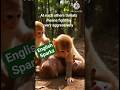 OMG! MONKEYS FIGHT  ...AT each others throat /ENGLISH IDIOM #SHORTSFEED #IDIOM#MONKEY