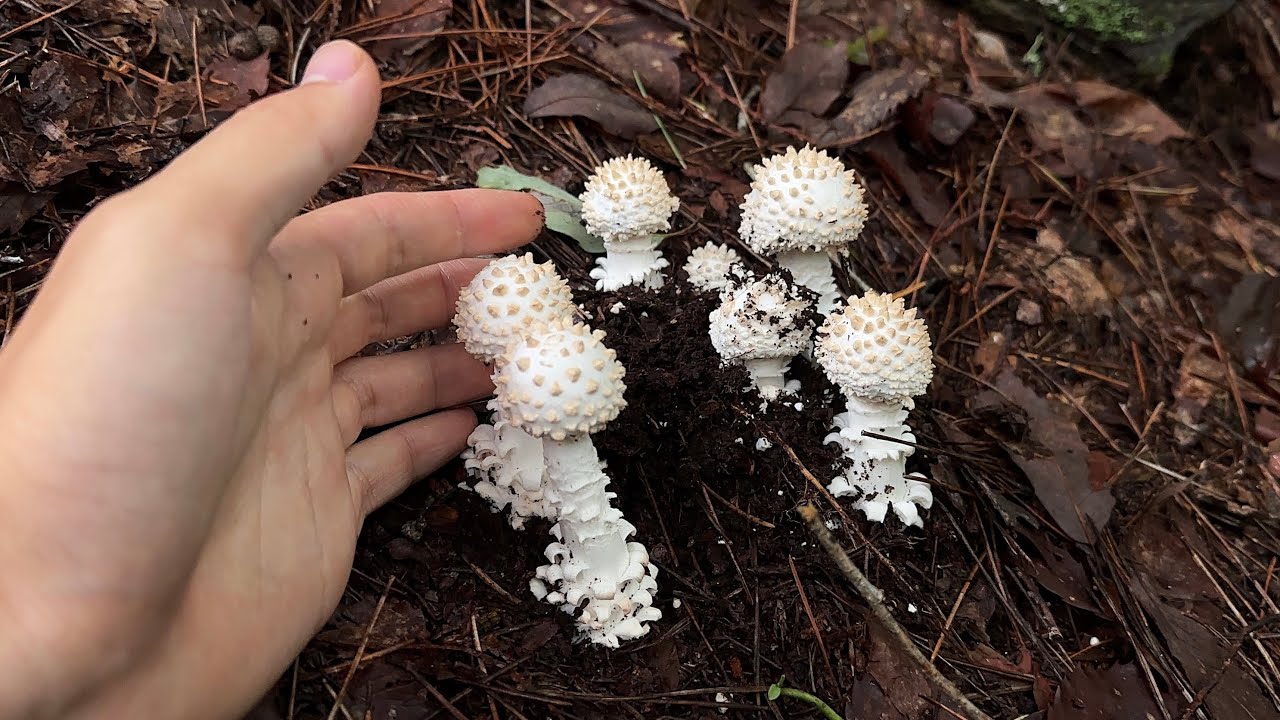 Enjoying, picking, and eating a wide variety of mushrooms. - YouTube