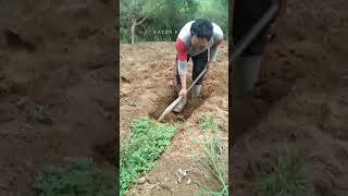 mencangkul dikebun #shortvideo  #motivasi  #semangatbekerja  #shorts #phenkpetanidesa