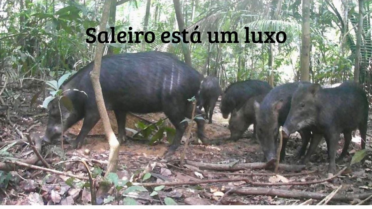 Tatu 15kg e Queixadas no saleiro. Reforma do trepeiro.