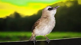 TRUCUK GACOR SUARA NGUPLIK NGEROL ‼️ EFEKTIF UNTUK TERAPI  UCUK BAHAN BIAR BUNYI 