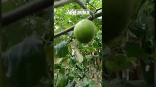 Buah Bidara India Atau Apel Putsa nurulimamah shorts