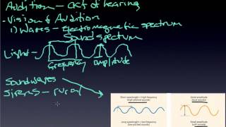 module 19.3 nonvisual senses.mp4