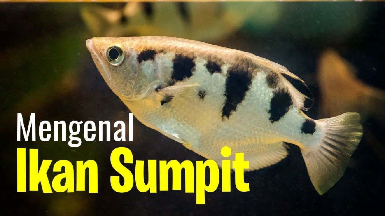 Royaje Aquascape Mengenal Ikan Sumpit Youtube