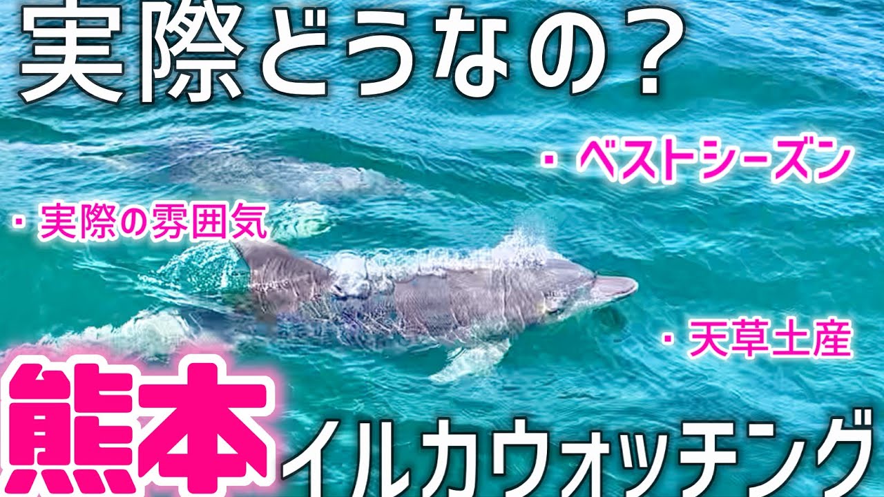 そんな簡単に日本で野生イルカが観れるわけない【熊本Vlog】天草、イルカウォッチング、熊本土産、あか巻｜Japan, Kyushu, Kumamoto, Amakusa