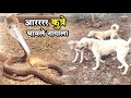 कुत्र्यांनी चावले नागाला शेवटी नशिबाने नाग हा पळाला त्यांच्या तावडीतून Dog/Cobra snake