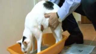 Apprentissage de la litière du chat