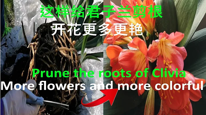 君子兰怎么养 - 这样给君子兰剪根-开花更多更艳:Prune the roots of Clivia-More flowers and more colorful (2021) - 天天要闻