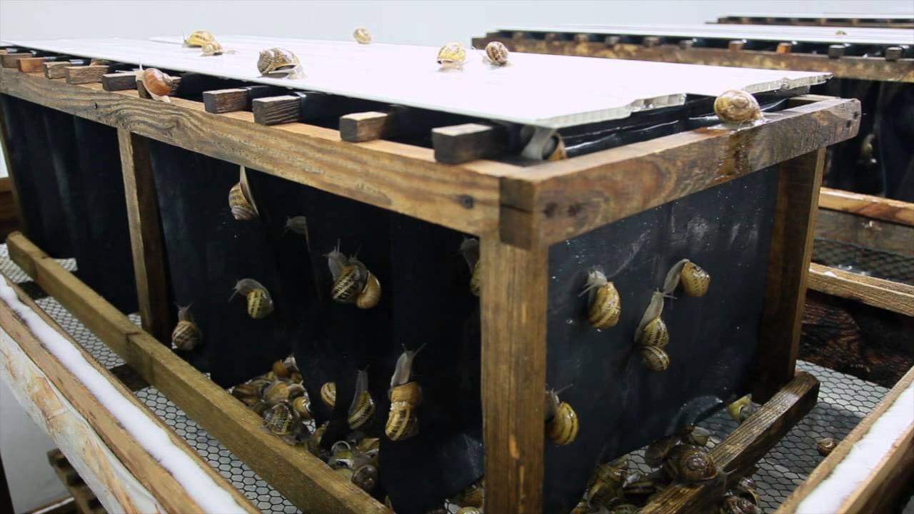 Hodowla Ślimaków "SlowFarm" Wybudzanie Reproduktorów YouTube