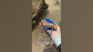 Con tôm hùm này đem bán chắc hơn 1 triệu luôn quá | Review bắt hải sản #shorts #sanbathaisan