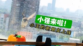 【麻雀】窗外来了一只新麻雀小强。小王第一次见同类。