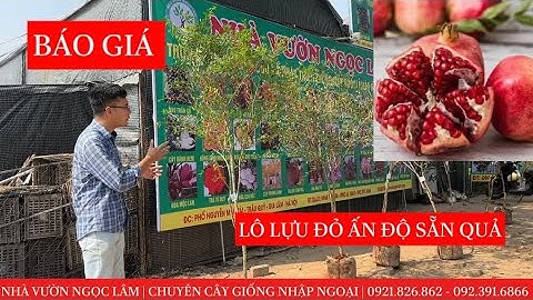 Cây Lựu Đỏ Ấn Độ 1,5 triệu Kích Thước như thế nào? BÁO GIÁ các cỡ ☎️: 092.391.6866 - 0968.750.386