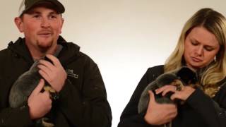 CSU Surprises Students and Professors with Puppies for Finals Week
