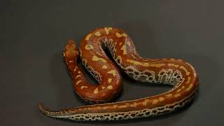 The Wrought Iron Blood Python.