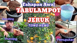 Tahap Awal Tabulampot Jeruk Tongheng / part#1 _ Kebun Langit