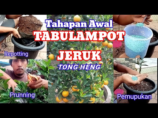 Tahap Awal Tabulampot Jeruk Tongheng / part#1 _ Kebun Langit class=