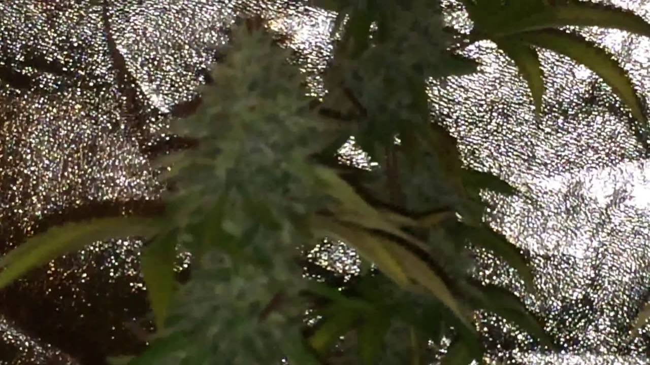 Grape OG & rascal OG 12/12wk7