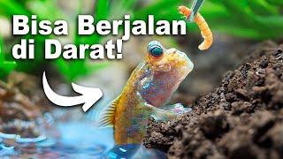 Download lagu I Got a Pet Walking Fish (Literally)
