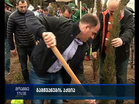 თბილისის დენდროლოგიურ პარკში 650 კიპარისის ნერგი დაირგო