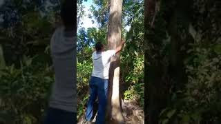 #GeneralTecnicsSolutions 🇵🇦 🌎 Se Vende Árboles de teca y pinos para exportar. +5076654-9323