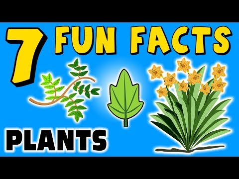 Video: 8 Curious Facts About Plants