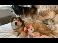 ARE ALASKAN MALAMUTES GOOD WITH CHILDREN? THE STORY OF OUR BABY AND MALAMUTE 3 MONTHS BOND