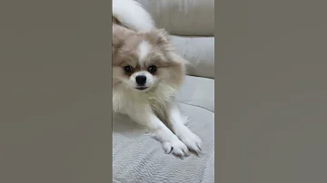 گربه هایه خجالتی از چی ترسیدن گربه که داره کمک چرخ راه میره Shtorts Cute Funny Mm 