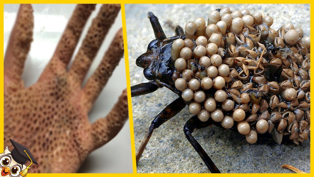 10 Giftigste Dieren In Huizen Gevonden