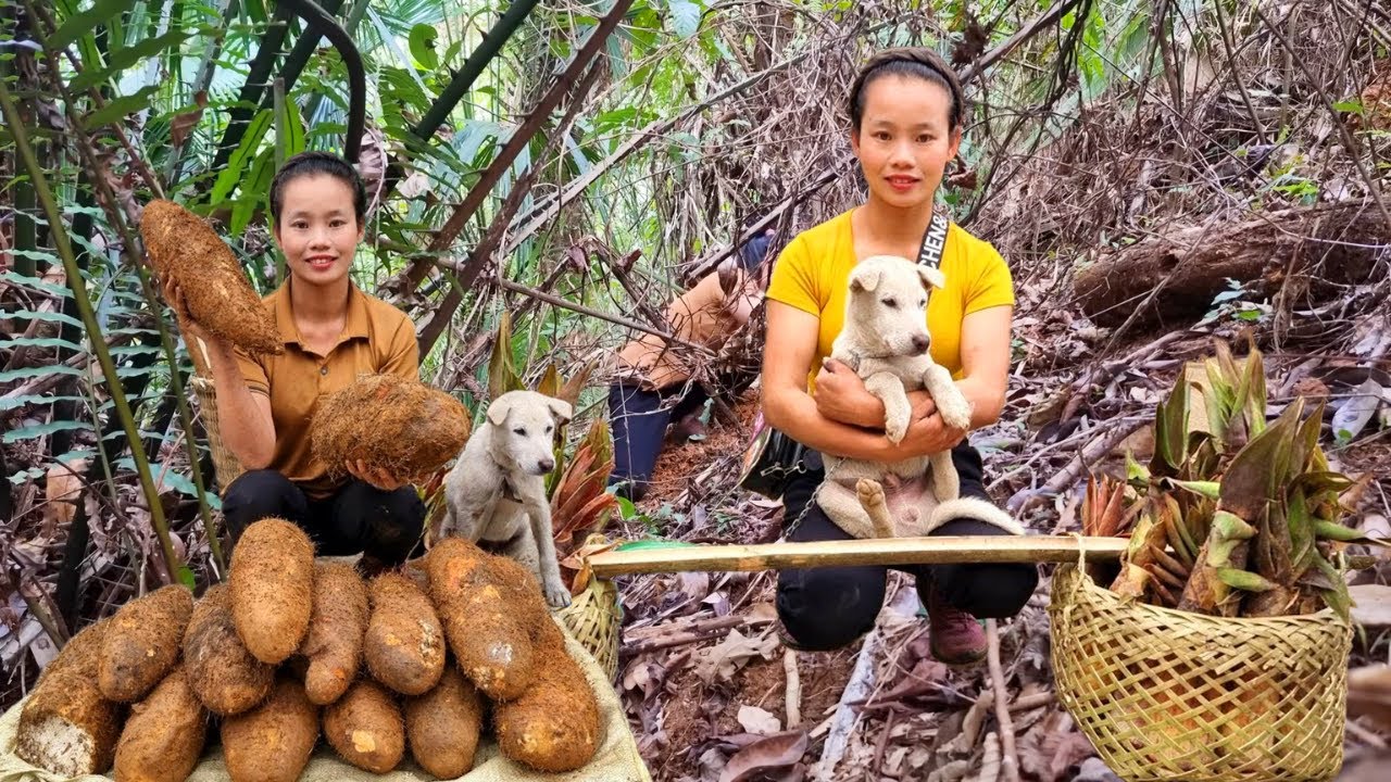 Harvesting Wild Tubers in the Forest and Bringing Them to Market to Sell for Cash