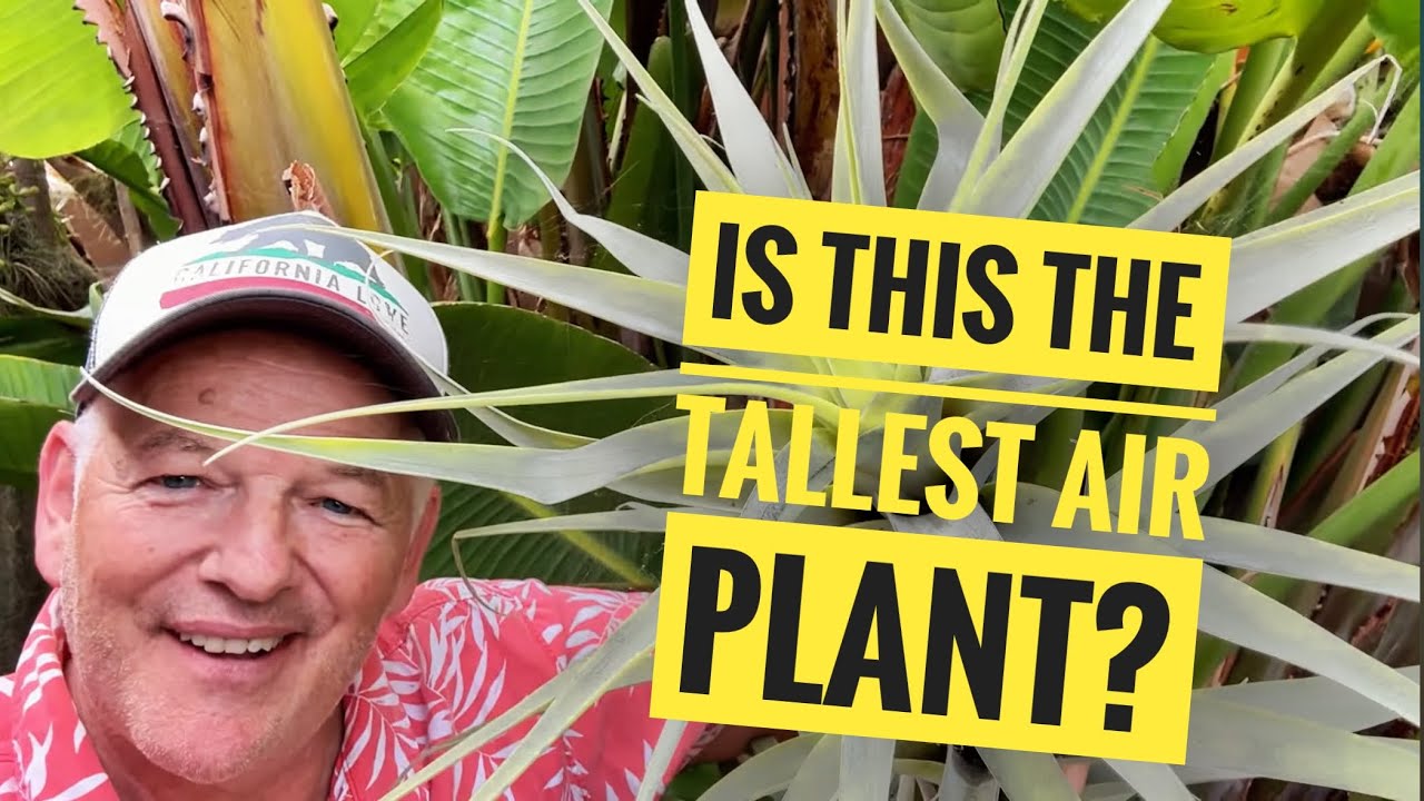 Longest, Tallest Air Plant in the World!