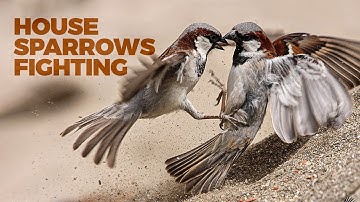 House Sparrows Fighting  ||  Sparrow Fighting New Video 2021