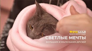 Светлые мечты больших и маленьких друзей