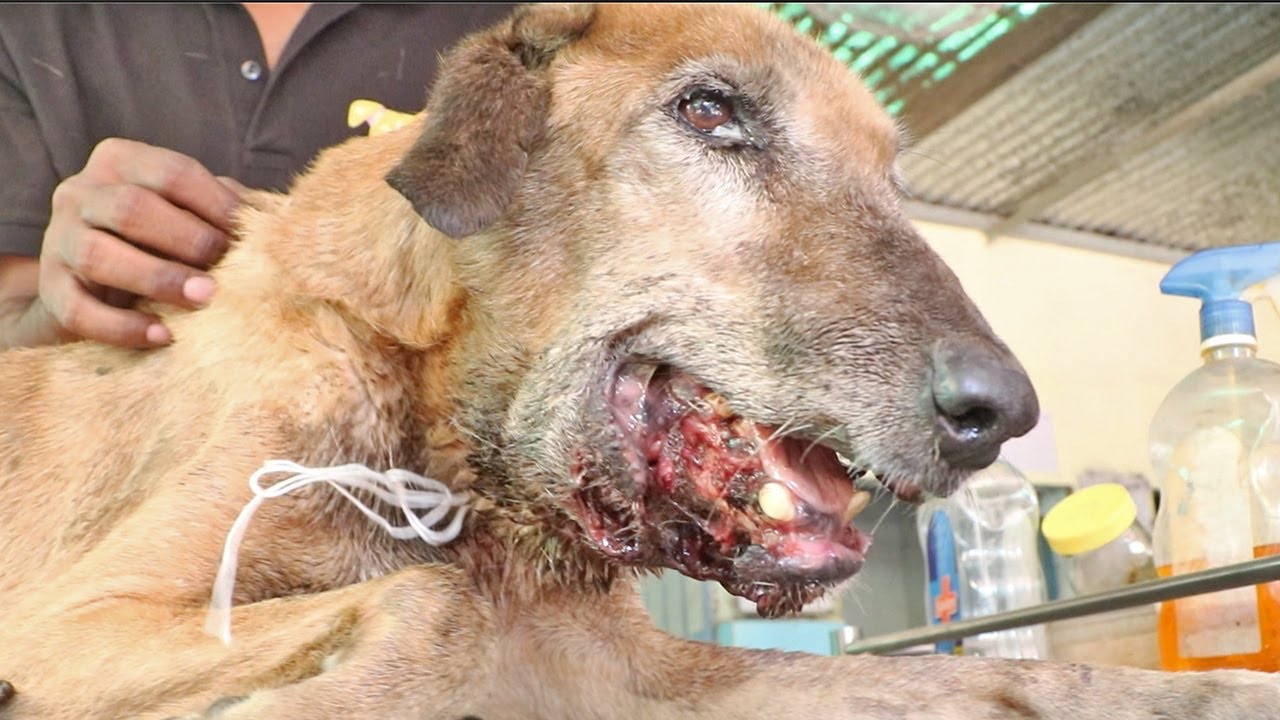 Dog's wounded mouth nearly destroyed by maggots, rescued and saved! 