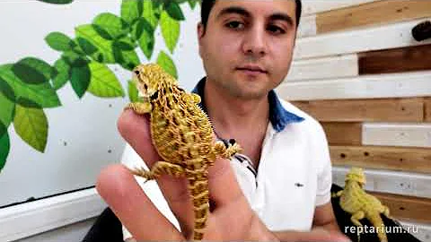 Бородатая агама — Содержание и уход в домашних условиях