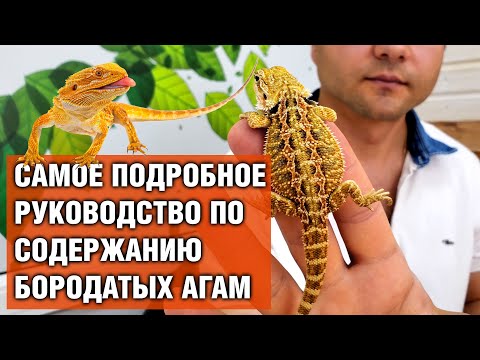 Видео: Как купать черепаху (с иллюстрациями)