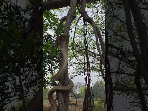 Indian Rat Snake #shortsvideo #youtubeshorts #trending