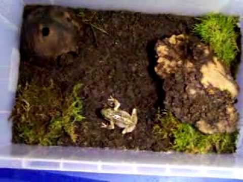 video phone beyonce mp3 Update on Stumpy. He's 100% healed