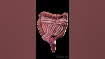 Colon Peristalsis in Motion | 3D Animation