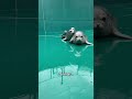 Seal Chose Safety #seal #marinelife #wildlife #animallovers #animals