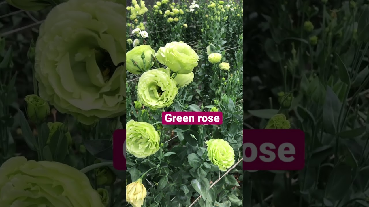 Green roses 