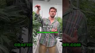 How to use Co2 in a Grow Room