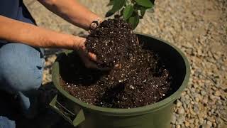 How to Transplant a Camellia Japonica Bush